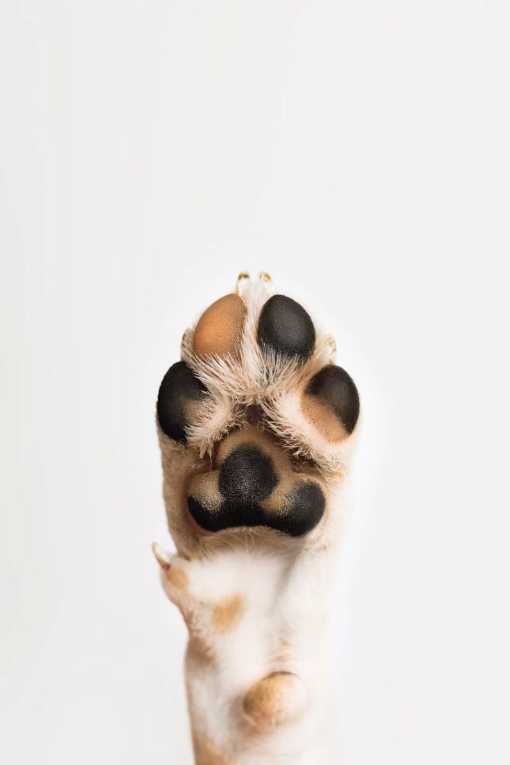 Dog Paw Balm