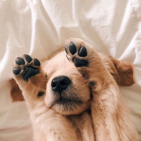 Dog Paw Balm